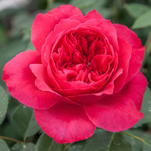 80-120 cm - Ruža - Ruban Rouge® - 